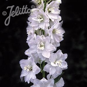 Delphinium Elatum 'Pacific Giant Galahad' Delphinium from Moose Crossing Garden Center