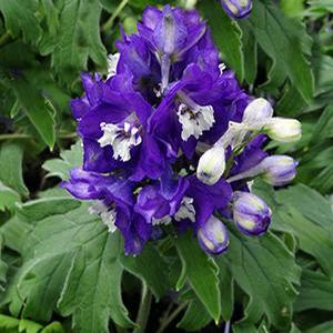 Delphinium Elatum 'Pacific Giant King Arthur' Delphinium from Moose Crossing Garden Center