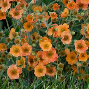 Geum chiloense 'Totally Tangerine' Avens from Moose Crossing Garden Center
