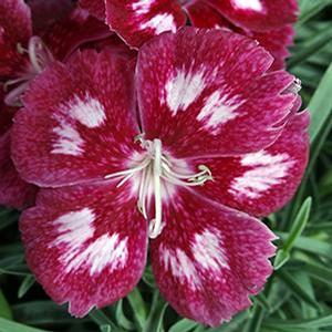 Dianthus hybrid 'Scent From Heaven Angel of Charm' Pinks from Moose Crossing Garden Center