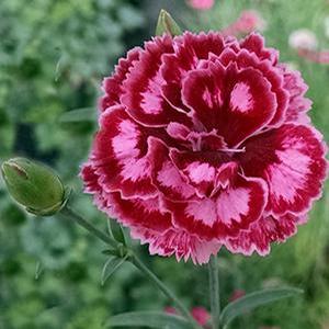 Dianthus hybrid 'Scent From Heaven Angel of Harmony' Pinks from Moose Crossing Garden Center