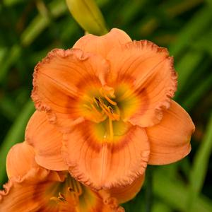 Hemerocallis hybrid 'Earlybird Oriole' Daylily from Moose Crossing Garden Center