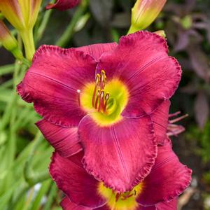 Hemerocallis hybrid 'Maestro Puccini' Daylily from Moose Crossing Garden Center