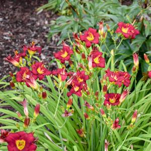 Hemerocallis hybrid 'Pardon Me' Daylily from Moose Crossing Garden Center