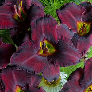 Hemerocallis hybrid 'Raspberry Suede' Daylily from Moose Crossing Garden Center