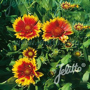 Gaillardia grandiflora 'Goblin' Blanket Flower from Moose Crossing Garden Center