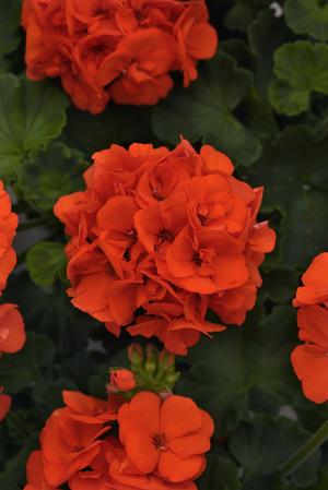 Geranium Zonal 'Dynamo Orange' Zonal Geranium from Moose Crossing Garden Center