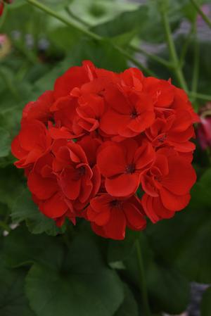 Geranium Zonal 'Galaxy Red' Geranium from Moose Crossing Garden Center