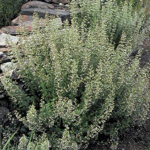 Calamintha nepeta var. 'Nepeta' Calamint from Moose Crossing Garden Center