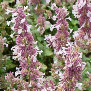Nepeta faassenii 'Whispurr Pink' Catmint from Moose Crossing Garden Center