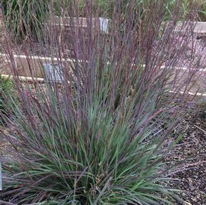 Schizachyrium scoparium 'Smoke Signal' Little Bluestem from Moose Crossing Garden Center