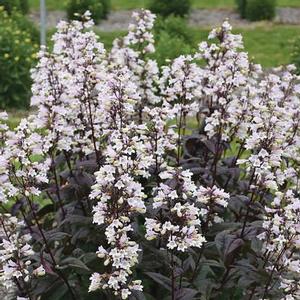 Penstemon hybrid 'Onyx and Pearls' Beardtongue from Moose Crossing Garden Center
