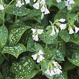 Pulmonaria 'Sissinghurst White' Lungwart from Moose Crossing Garden Center