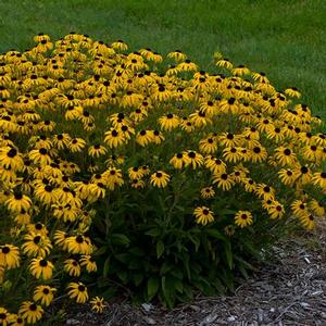 Rudbeckia Hybrid 'American Gold Rush' Black Eyed Susan from Moose Crossing Garden Center