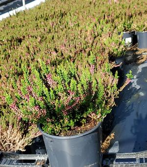 Calluna vulgaris 'Beauty Ladies Siska' Heather from Moose Crossing Garden Center