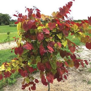 Cercis canadensis 'Flame Thrower' Eastern Redbud from Moose Crossing Garden Center