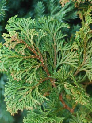 Chamaecyparis obtusa 'Gracilis' Compact Hinoki Cypress from Moose Crossing Garden Center