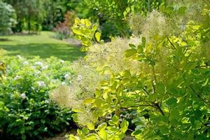 Cotinus coggygria 'Winecraft Gold' Smokebush from Moose Crossing Garden Center