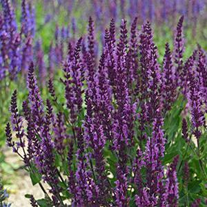 Salvia nemorosa 'Bumble Bumbleberry' Garden Sage from Moose Crossing Garden Center