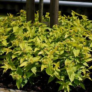 Diervilla riv. 'Honeybee' Honeysuckle Bush from Moose Crossing Garden Center
