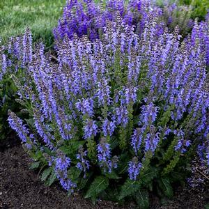 Salvia nemorosa 'Tidal Pool' Meadow Sage from Moose Crossing Garden Center