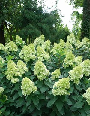 Hydrangea paniculata 'Limelight Prime' Limelight Hydrangea from Moose Crossing Garden Center