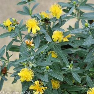 Hypericum kalmianum 'Blues Festival' St. John's Wort from Moose Crossing Garden Center