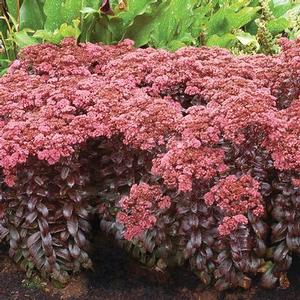 Sedum 'Dark Magic' Stonecrop from Moose Crossing Garden Center