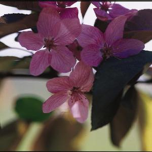 Malus hybrid 'Radiant' Crabapple from Moose Crossing Garden Center