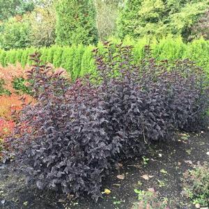 Physocarpus opulifolius 'Panther' Ninebark from Moose Crossing Garden Center