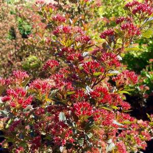 Physocarpus opulifolius 'Sweet Cherry Tea' Ninebark from Moose Crossing Garden Center