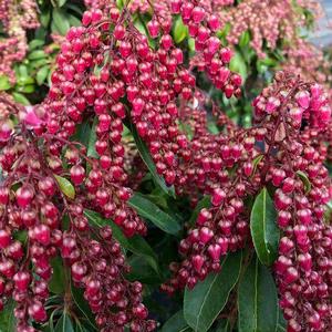 Pieris japonica 'Interstella' Japanese Andromeda from Moose Crossing Garden Center
