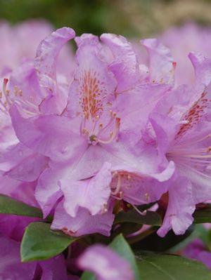 Rhododendron hybrid 'Minnetonka' Rhododendron from Moose Crossing Garden Center