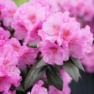 Rhododendron hybrid 'Black Hat' Rhododendron from Moose Crossing Garden Center