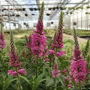 Veronica hybrida 'Aspire' Speedwell from Moose Crossing Garden Center