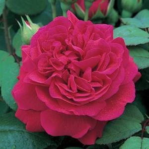 Rosa 'Tess of the d'Urbervilles' English Rose-David Austin from Moose Crossing Garden Center