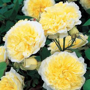 Rosa 'The Pilgrim' English Rose-David Austin from Moose Crossing Garden Center