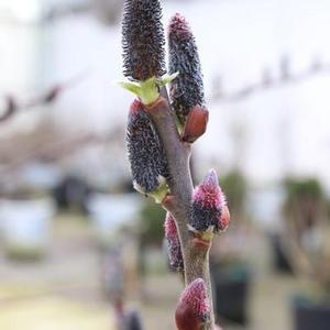 Salix chaenomeloides 'Black Cat' Pussywillow from Moose Crossing Garden Center