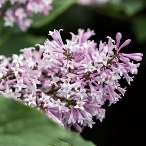 Syringa x. 'Little Lady' Lilac from Moose Crossing Garden Center