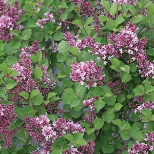 Syringa x. 'Bloomerang Dwarf Purple' Reblooming Lilac from Moose Crossing Garden Center
