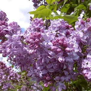 Syringa x. hyacinthiflora 'Lavender Lady' Lilac from Moose Crossing Garden Center