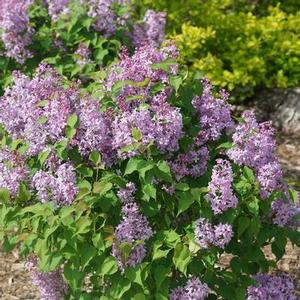 Syringa x. hyacinthiflora 'Scentara Pura' Lilac from Moose Crossing Garden Center