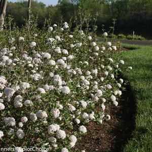 Viburnum carlesii 'Spice Baby' Korean Spice Viburnum from Moose Crossing Garden Center