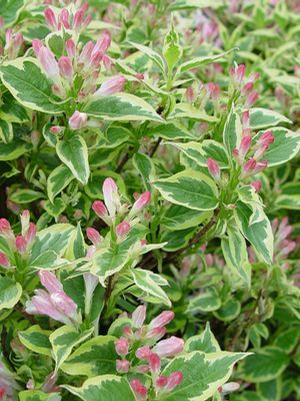 Weigela florida 'Variegata' Weigela from Moose Crossing Garden Center