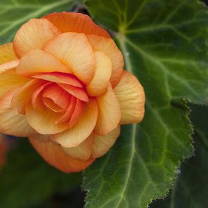 Begonia X Tuberhydrida 'Begonia-Illumination Apricot Shades' Tuberous Begonia from Moose Crossing Garden Center