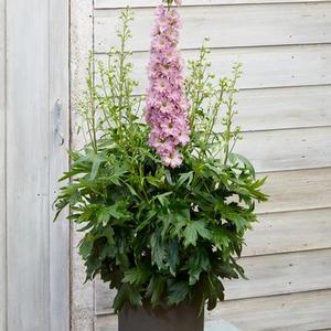 Delphinium delgenius 'Juliette' Delphinium from Moose Crossing Garden Center