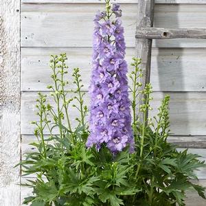 Delphinium delgenius 'Shelby' Delphinium from Moose Crossing Garden Center