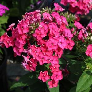 Phlox paniculata 'Ka-Pow Pink' Garden Phlox from Moose Crossing Garden Center