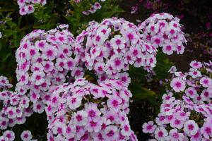 Phlox paniculata 'Ka-Pow White Bicolor' Garden Phlox from Moose Crossing Garden Center