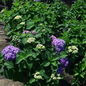Hydrangea macrophylla 'Rock 'n Roll' Endless Summer Hydrangea from Moose Crossing Garden Center